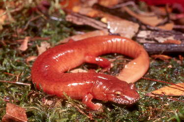 blue ridge spring salamander