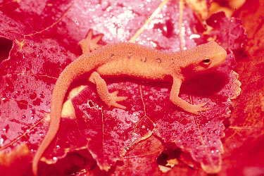 red eft on red leaf