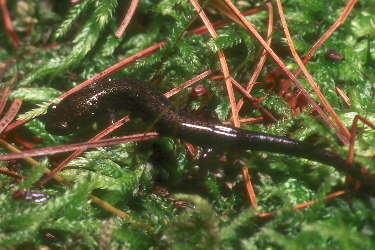 ravine salamander