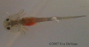 breeding mysis shrimp