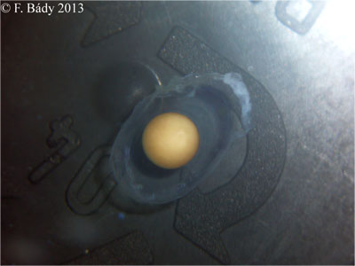 Cynops cyanurus embryo