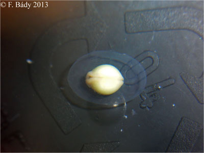Cynops cyanurus embryo