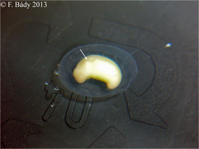 Cynops cyanurus embryo