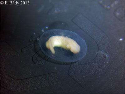 Cynops cyanurus embryo