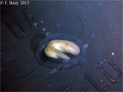 Cynops cyanurus embryo