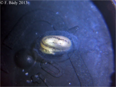 Cynops cyanurus embryo