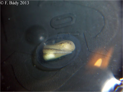 Cynops cyanurus embryo
