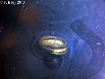 Cynops cyanurus embryo