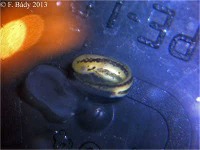 Cynops cyanurus embryo