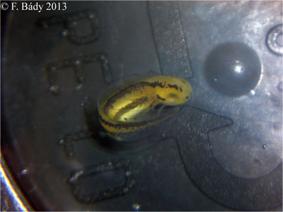 Cynops cyanurus embryo