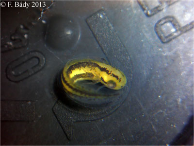 Cynops cyanurus embryo