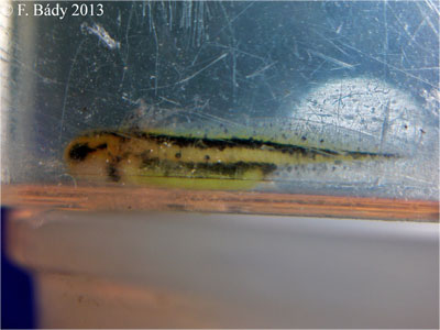 Cynops cyanurus embryo