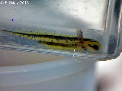 Cynops cyanurus embryo