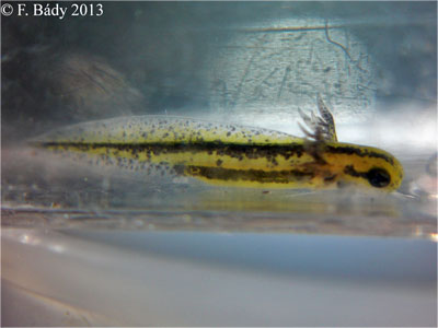 Cynops cyanurus embryo