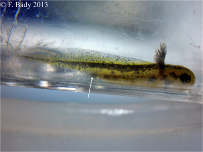 Cynops cyanurus embryo