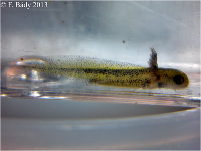 Cynops cyanurus embryo