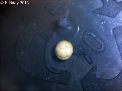Cynops cyanurus embryo