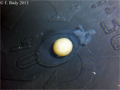 Cynops cyanurus embryo