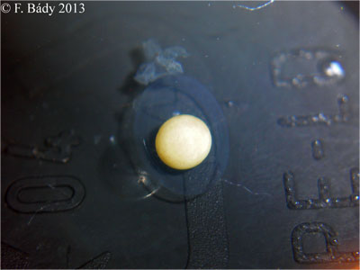 Cynops cyanurus embryo