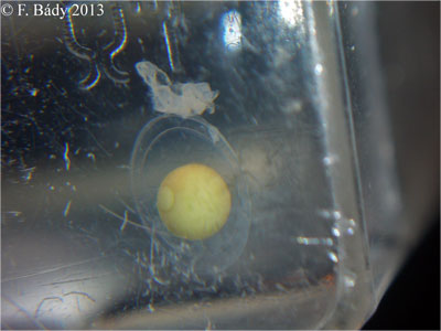 Cynops cyanurus embryo