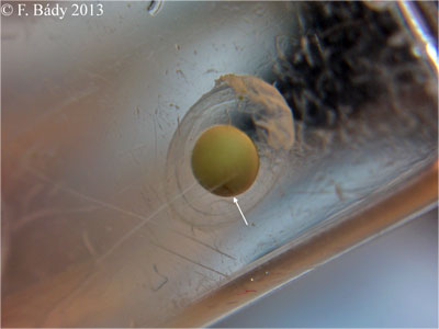 Cynops cyanurus embryo
