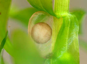 Cynops pyrrhogaster embryo