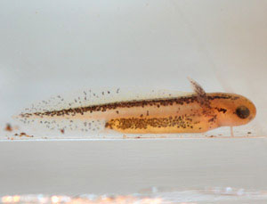 Cynops pyrrhogaster larva