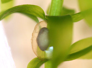 Cynops pyrrhogaster embryo