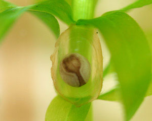 Cynops pyrrhogaster embryo