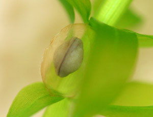 Cynops pyrrhogaster embryo