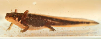 Cynops pyrrhogaster larva