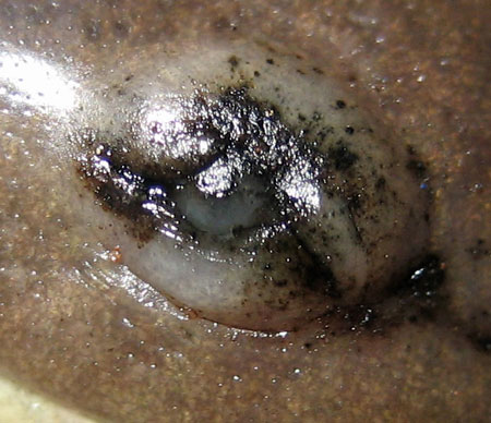 Ambystoma mavortium eye