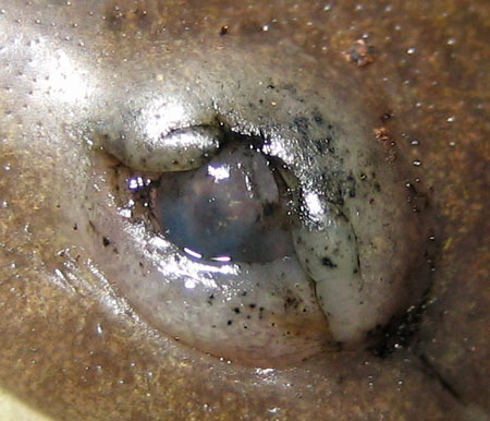 Ambystoma mavortium eye