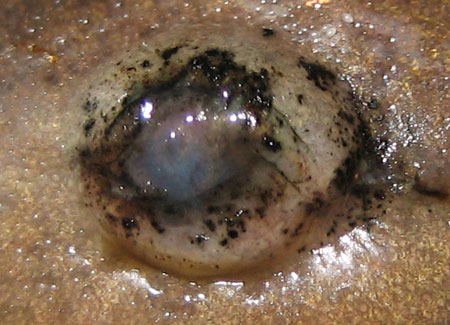 Ambystoma mavortium eye