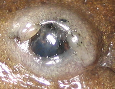 Ambystoma mavortium eye