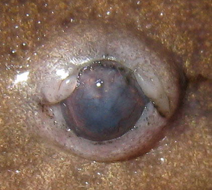 Ambystoma mavortium eye