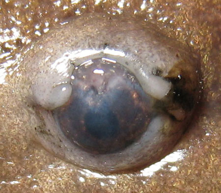 Ambystoma mavortium eye
