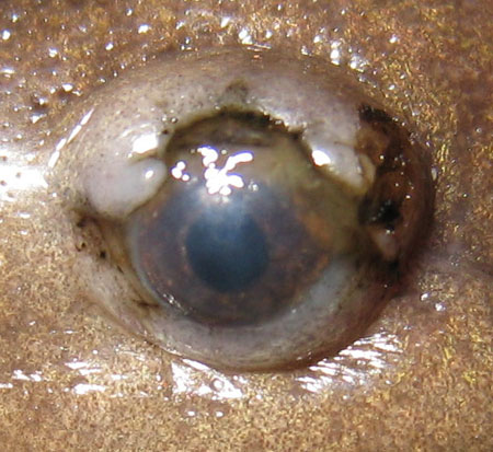 Ambystoma mavortium eye