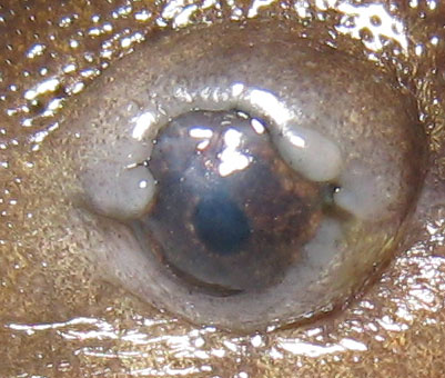 Ambystoma mavortium eye
