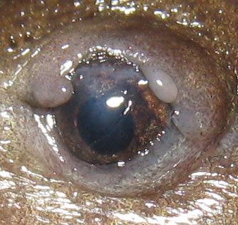 Ambystoma mavortium eye
