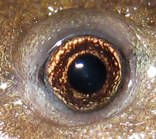 Ambystoma mavortium eye