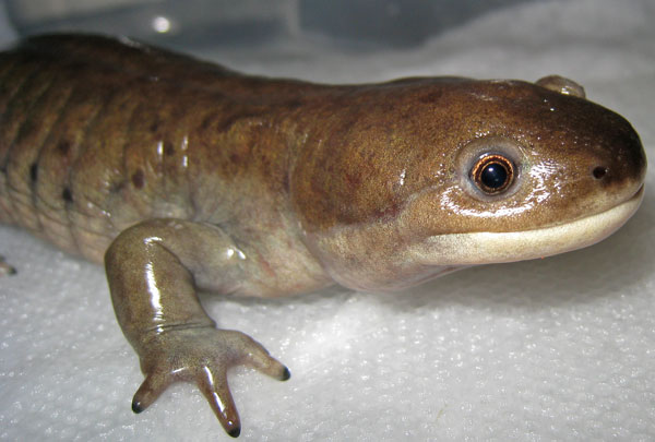 Ambystoma mavortium eye
