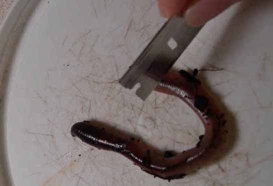 chopping worm