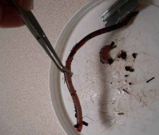 chopping worm