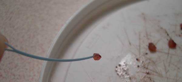 feeding chopping worm