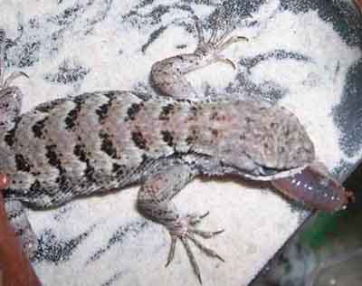 lizard eating worm