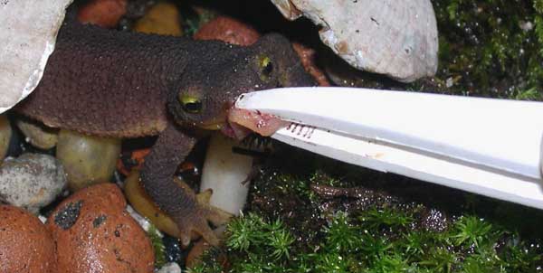 newt eating worm