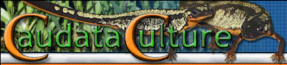 Caudata Culture - Info and Care for Newts and Salamanders