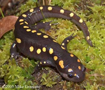 Image result for AMBYSTOMA