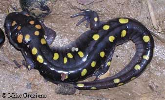 Resultado de imagen de ambystoma maculatum